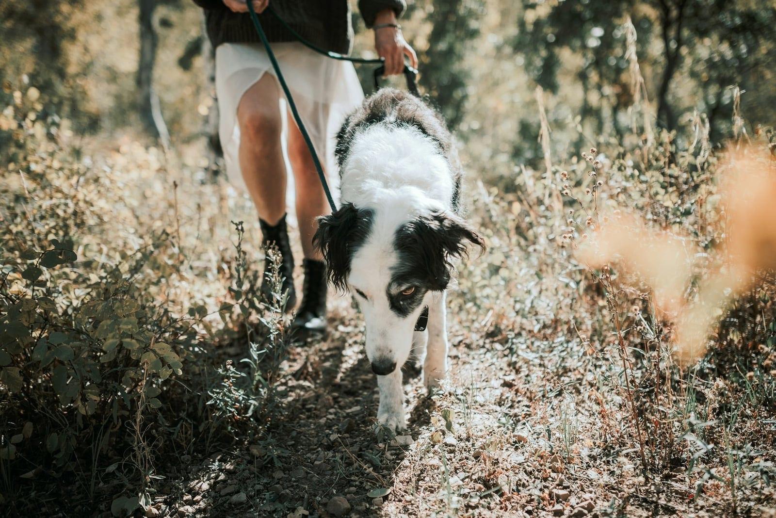 Perro mestizo blanco y negro paseando con correa junto a una persona por un sendero de hierba seca en otoño
